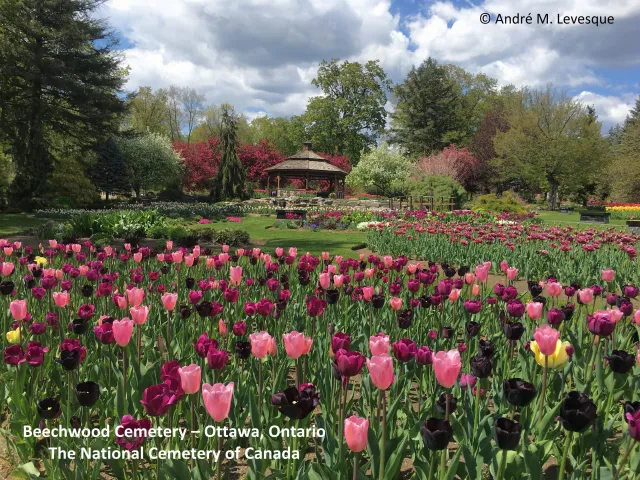 What is connection between Canada’s capital, tulips, and the Liberation of the Netherlands?